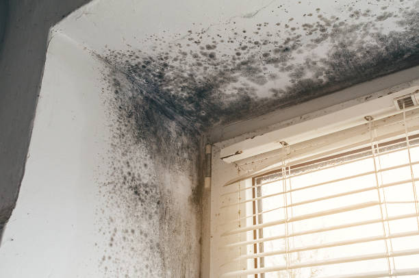 Affordable Basement Mold Removal solutions in Rich Square, NC