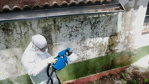 Trusted Commercial Mold Remediation service in Rich Square, NC - Cheap Mold Removal